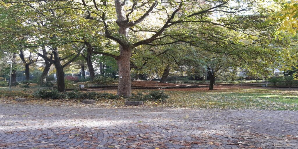 Suurikokoista täysikasvuisista puista muodostuva puisto. Lehtiä on putoillut jalankulkuväylälle