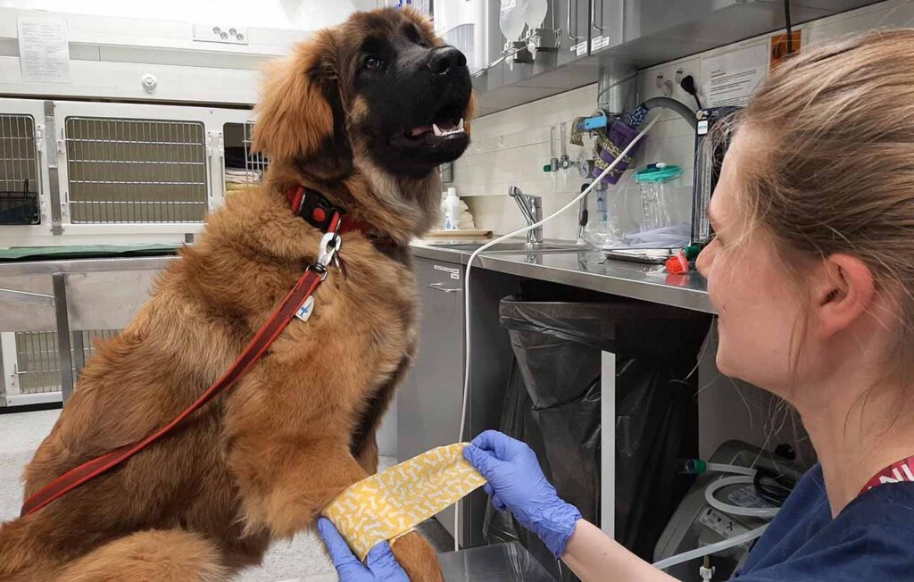 [Alt text: A huge dog as a patient, getting his leg wrapped at veterinarians'.]