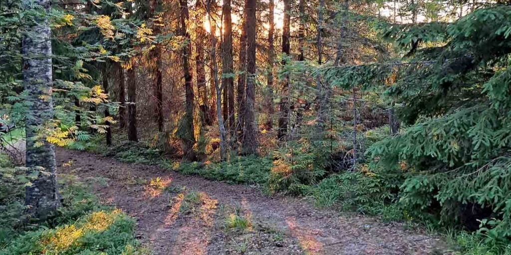 [Alt-teksti: Kesäinen metsä ja kapea metsätie. Keskellä kuvaa näkyy puiden runkojen takaa auringonvaloa.]