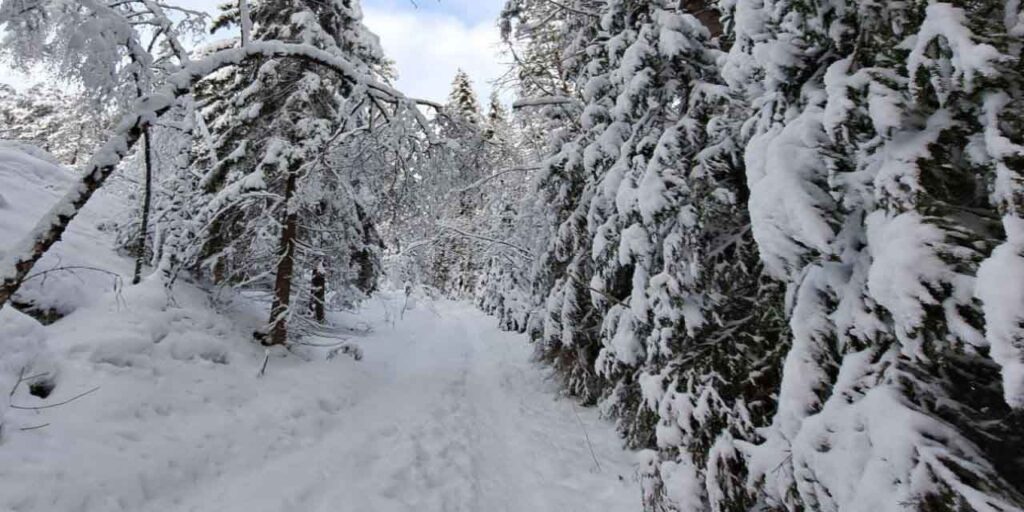 [Alt-teksti: Talvinen metsä. Maassa on lunta ja puiden oksat ovat lumisia, osa pienemmistä puista on taipunut lumen painosta. Keskellä on näkyvissä kapea polku.]