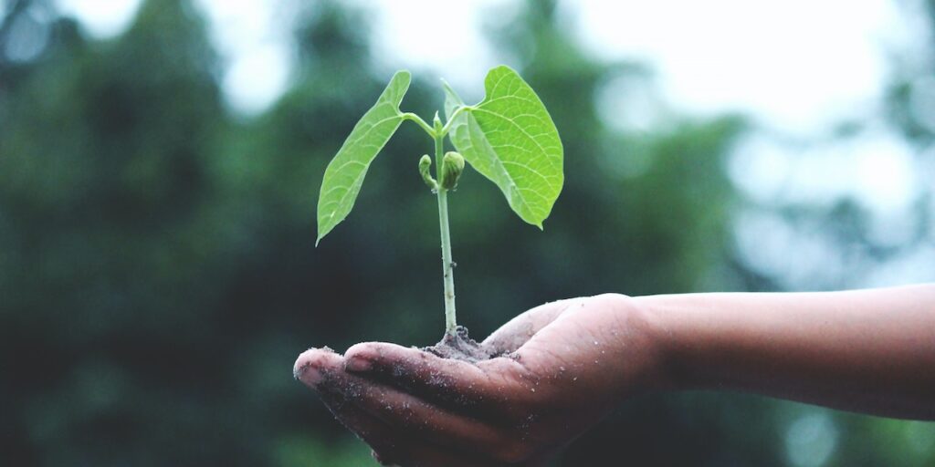 A photo from outdoors. A detailed photo of a hand holding a young green plant. 