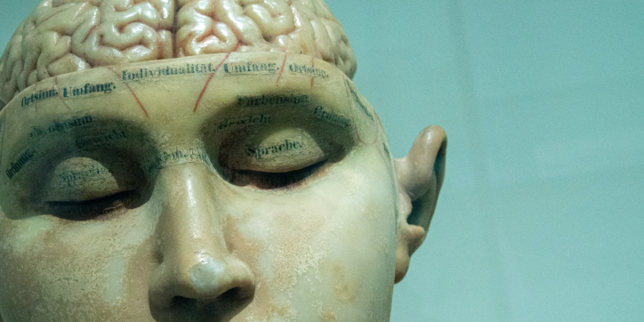 [Alt. teksti Vanha, kolmiulotteinen anatomiamalli ihmisen päästä ja aivoista.]