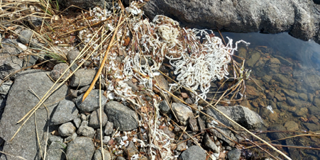 Alt. Valkoista matomaista muovia ja silppuuntunutta öljyntorjuntapuomin sisustaa rannassa kivien ja kallion lomassa ruokojen, neulasten ja lehtien seassa.