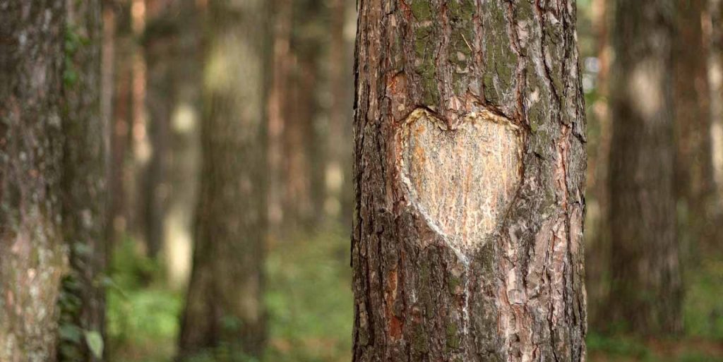 [Alt-teksti: metsä ja lähikuvassa puunrunko, jonka kaarnaan on kaiverrettu sydänkuvio.]