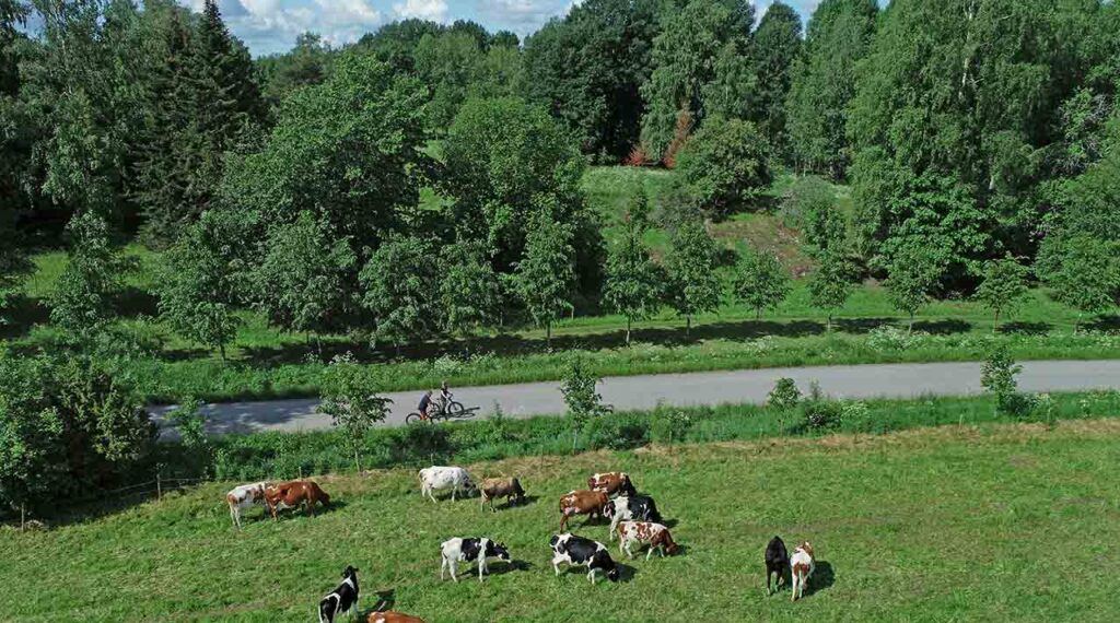 [Alt-teksti: kesäinen vehmas maalaismaisema, niityllä laiduntaa lehmiä, niityn vieressä kulkee kylätie ja siellä muutama polkupyöräilijä.]