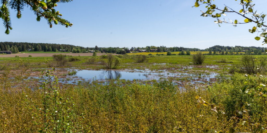 Vihreä alava maisema. Kuvan keskellä vesi on noussut kosteikon pinnalle. Horisontissa metsää.