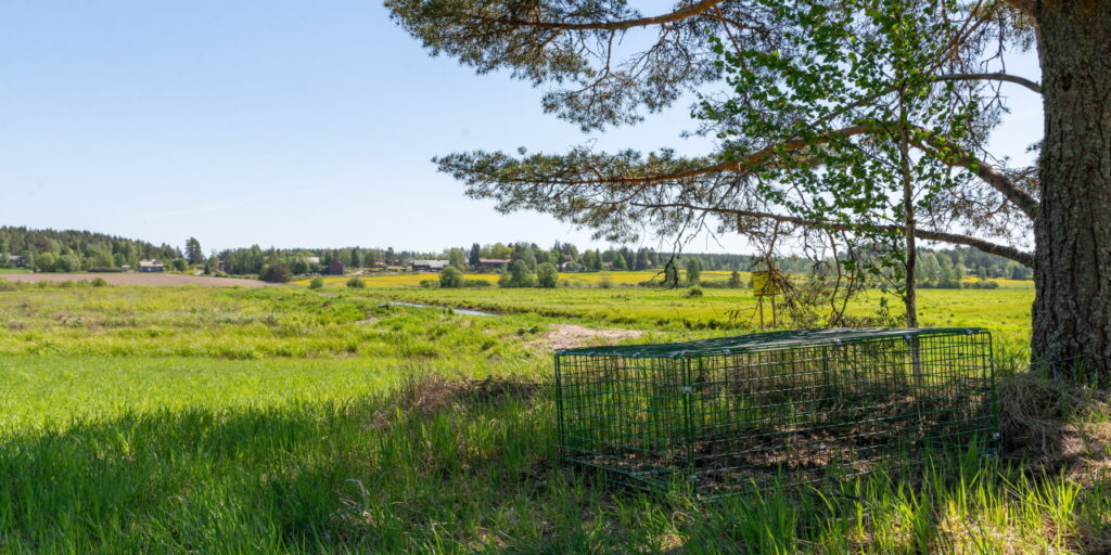 Suuren männyn juurella on supikoiran ansahäkki, taustalla avautuu vihreä kosteikko ja horisontti rajoittuu metsään.