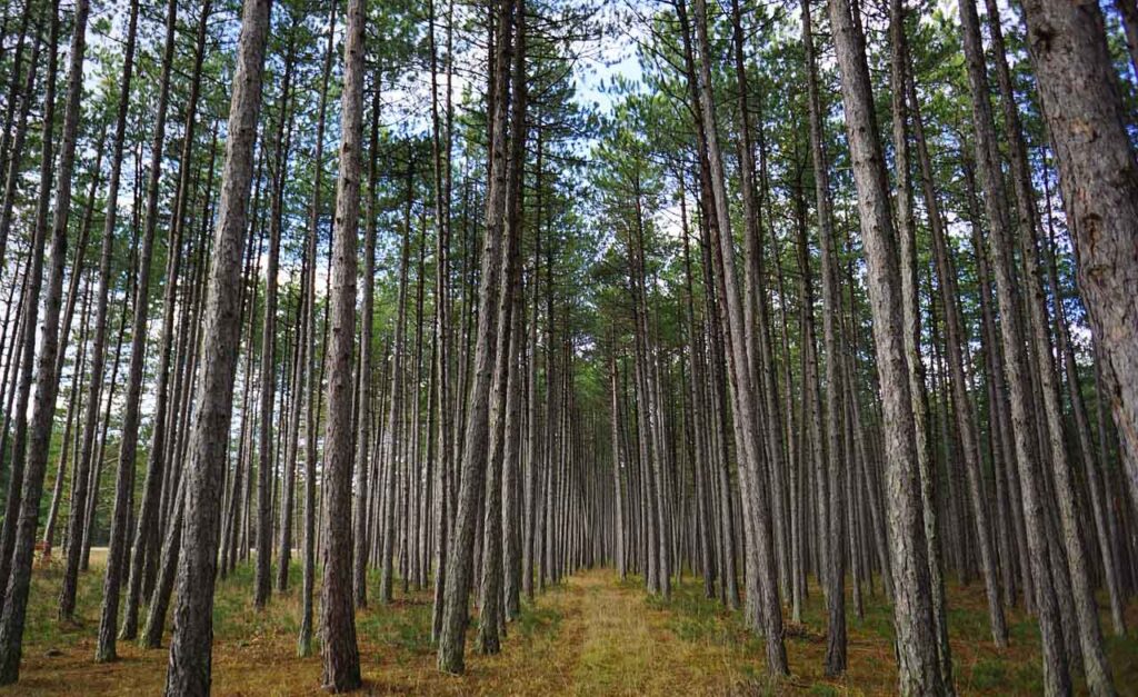 [Alt-teksti: mäntymetsä, korkeita runkoja kymmenittäin.]