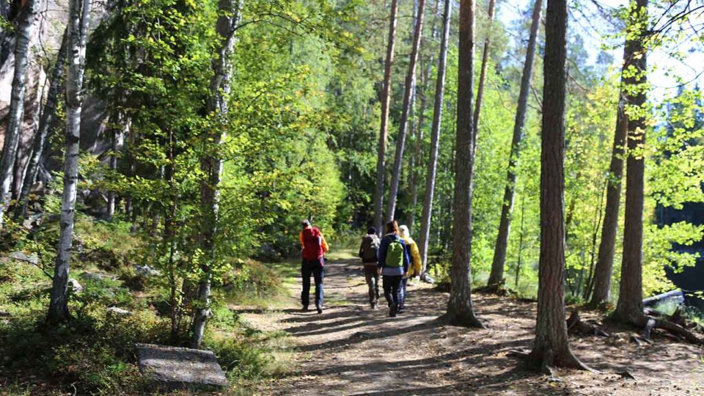 [Alt-teksti: metsäinen polku kesällä, korkeita puita, polulla kulkee neljä retkeilijää.]