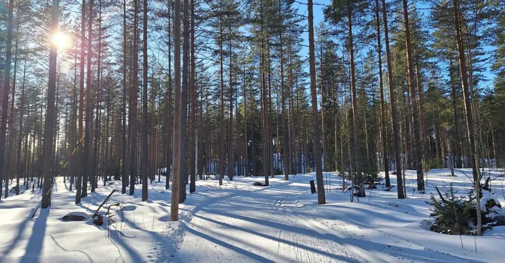 [Alt-teksti: talvinen metsä, aurinko paistaa korkeiden runkojen lomasta.]