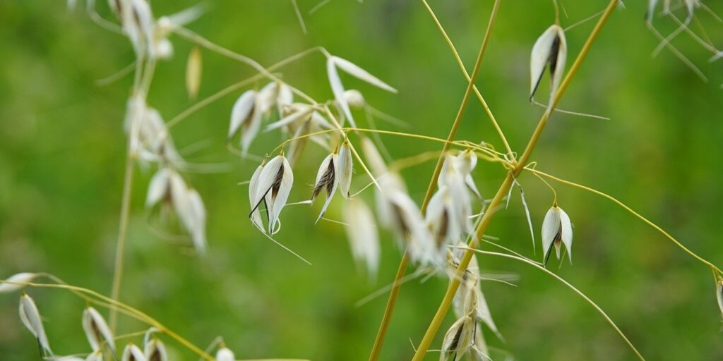 Close-up picture of oats.