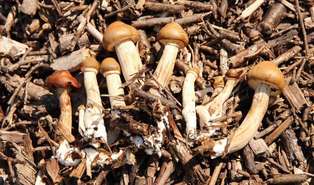 [Alt text: a bunch of mushrooms on the ground.]