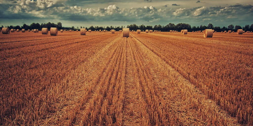 A harvested field with rows of cut straw with many cylindrical hay bales scattered across the field. The sky above is partly cloudy with clouds.