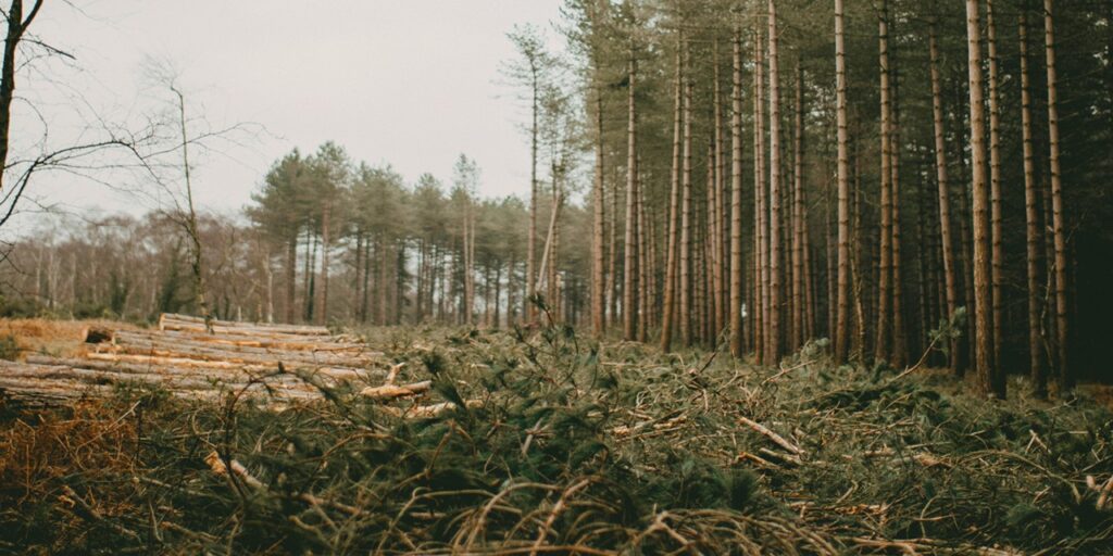 Metsämaisema, jossa etualalla kaadettuja puunrunkoja ja takana puita.
