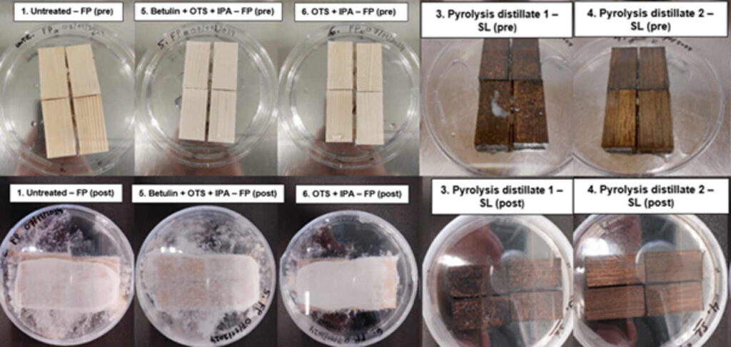 Image 1 shows a total of 10 petri dishes, arranged in two overlapping rows, 5 petri dishes per row. Upper row from left to right: 1. Untreated - FP (pre-test), 5. Betulin + OTS + IPA - FP (pre-test), 6. OTS + IPA - FP (pre-test), 3. Pyrolysis distillate 1 - SL (pre-test) and 4. Pyrolysis distillate 2 - SL (pre-test). Lower row from left to right: 1. Untreated - FP (post-test), 5. Betulin + OTS + IPA - FP (post-test), 6. OTS + IPA - FP (post-test), 3. Pyrolysis distillate 1 - SL (post-test) and 4. Pyrolysis distillate 2 - SL (post-test).