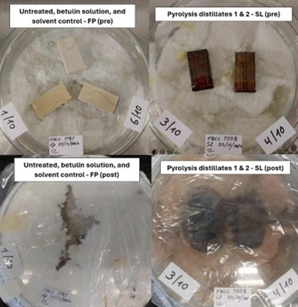 A total of 4 petri dishes, arranged in two overlapping rows, 2 petri dishes per row. Upper row from left to right: Untreated, betulin solution, and solvent control - FP (pre-test) and Pyrolysis distillates 1 & 2 - SL (pre-test). Lower row from left to right: Untreated, betulin solution, and solvent control - FP (post-test) and Pyrolysis distillates 1 & 2 - SL (post-test).