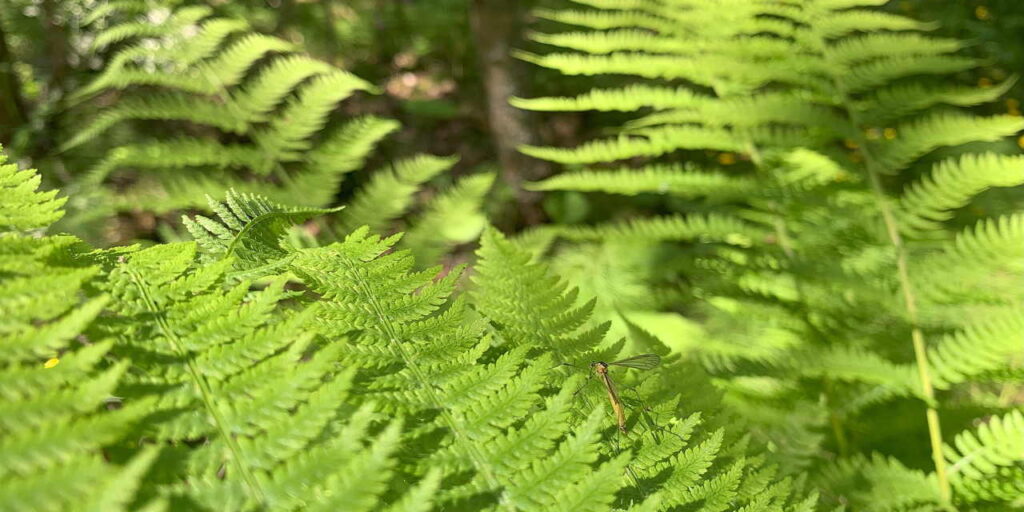 Big bright green ferns and a small yellowish insects on them.