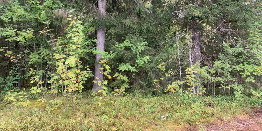 Forest with many different trees.