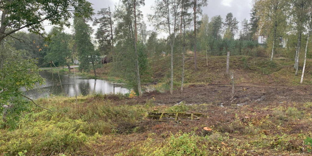 Cleared forest area with a small pond, tree stumps, and dense trees in the background.