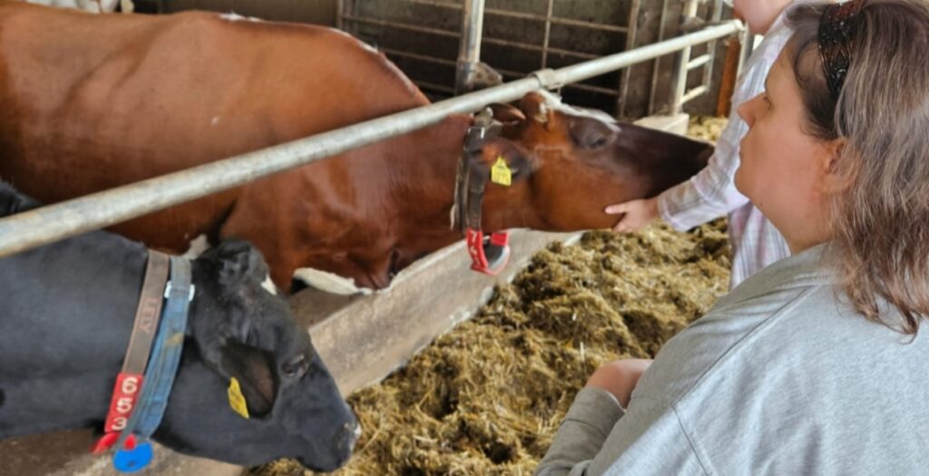 Kaksi henkilöä vierailemassa lypsykarja tilalla. He rapsuttelevat ja katsovat mustaa ja ruskeaa lehmää