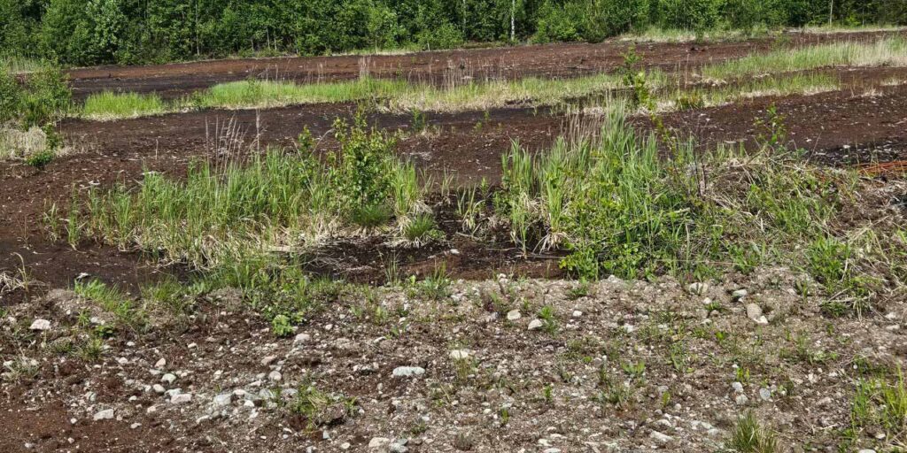 [Alt-teksti: suomaastoa, ruskeata maata ja vihreätä kasvustoa.]