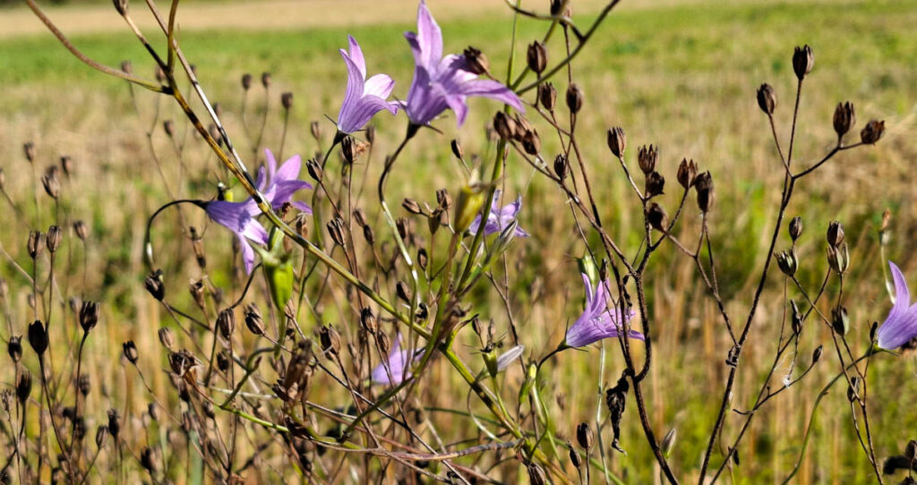 [Alt-teksti: sinisiä kukkia syksyisellä pellolla.]