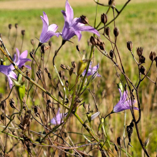 [alt-teksti: sinisiä kukkia pellolla.]