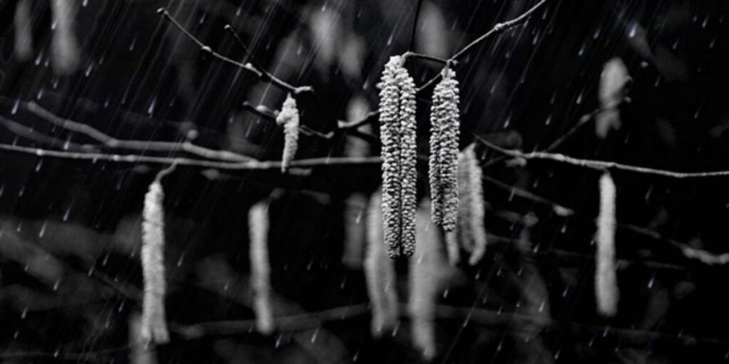 Mustavalkoinen kuva oksasta vesisateessa.