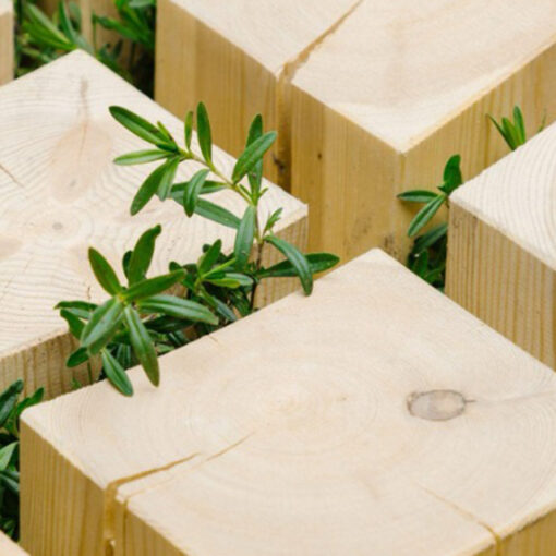 Puuosien välistä kasvaa vihreitä versoja.