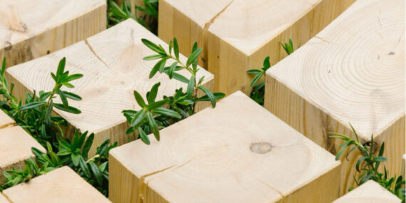 Puuosien välistä kasvaa vihreitä versoja.