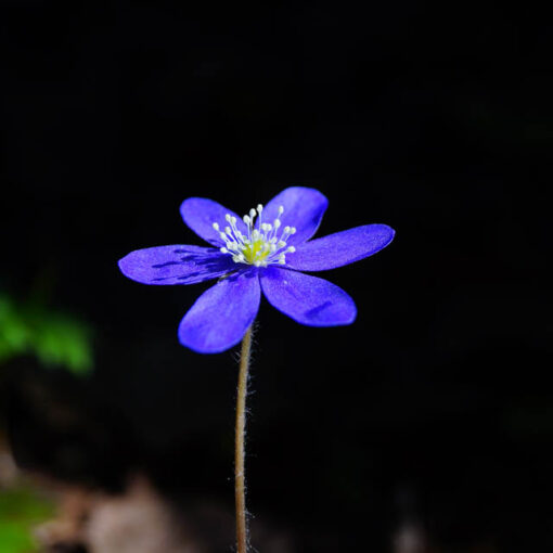 [Alt-teksti: Lähikuva sinivuokosta, joka nousee varjoisesta taustasta.]