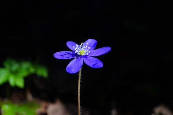 [Alt-teksti: Lähikuva sinivuokosta, joka nousee varjoisesta taustasta.]