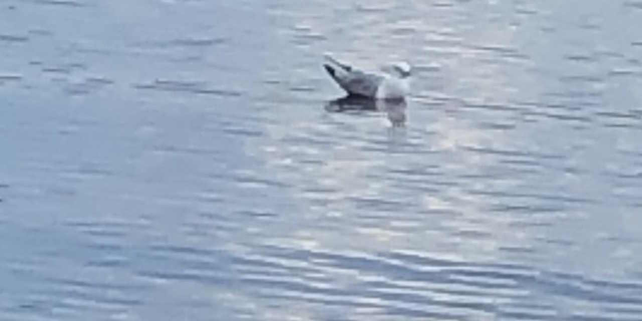 A gull on a lake.