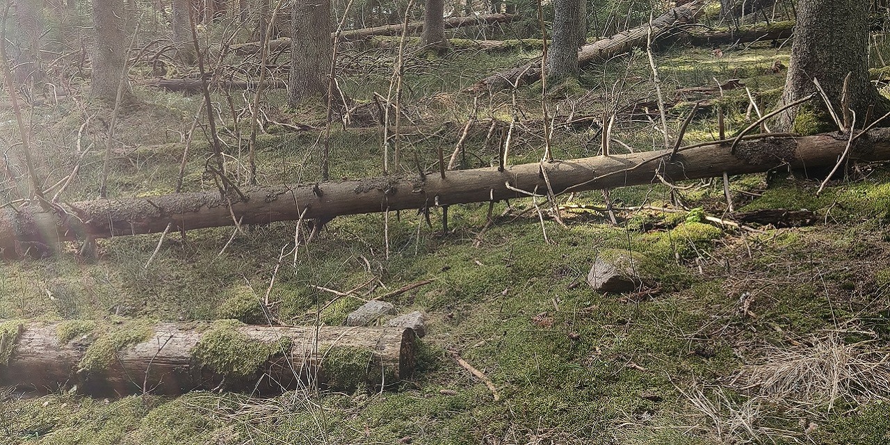 Kaatuneita puita metsässä.
